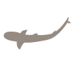 tiburón punta blanca islas galápagos Ecuador