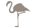 American Flamingo Galapagos