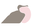 Frigatebird galapagos islands